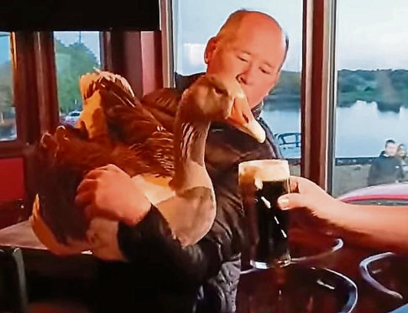 Mine's a pint! Record breaking duck quenches thirst in pub in Offaly