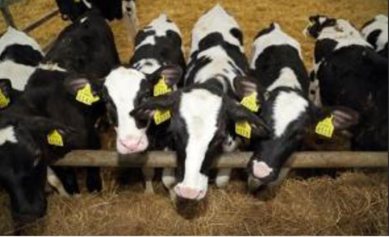 CALVES
