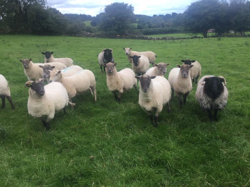 SHEEP