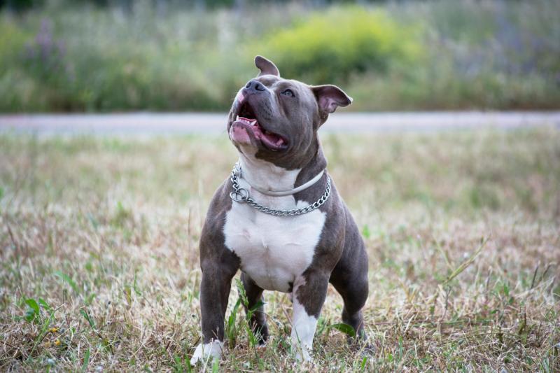 XLBully dog