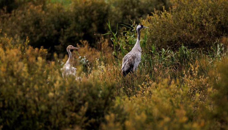 These two cranes have returned to their breeding ground
