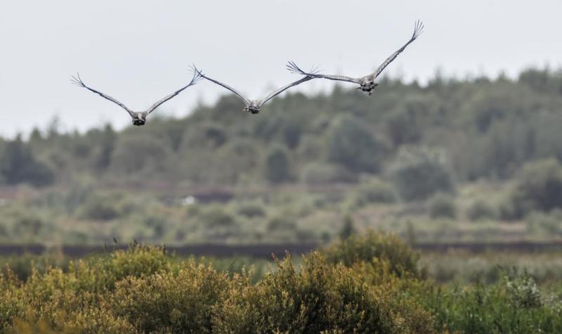 common cranes offaly 