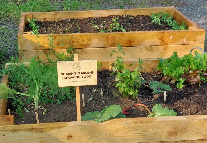 Community Roots Raised Beds