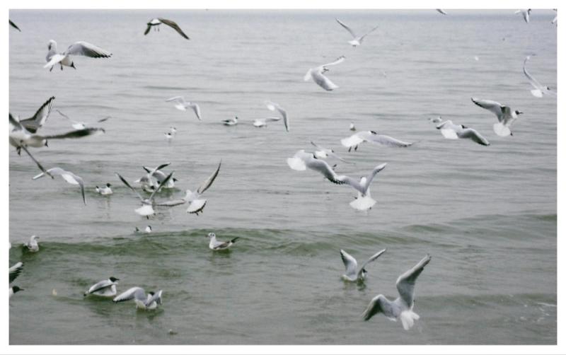 Urgent warning issued as 'highly contagious' bird flu detected in Ireland