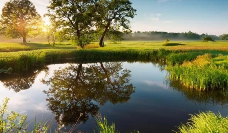 wildlife pond shinrone