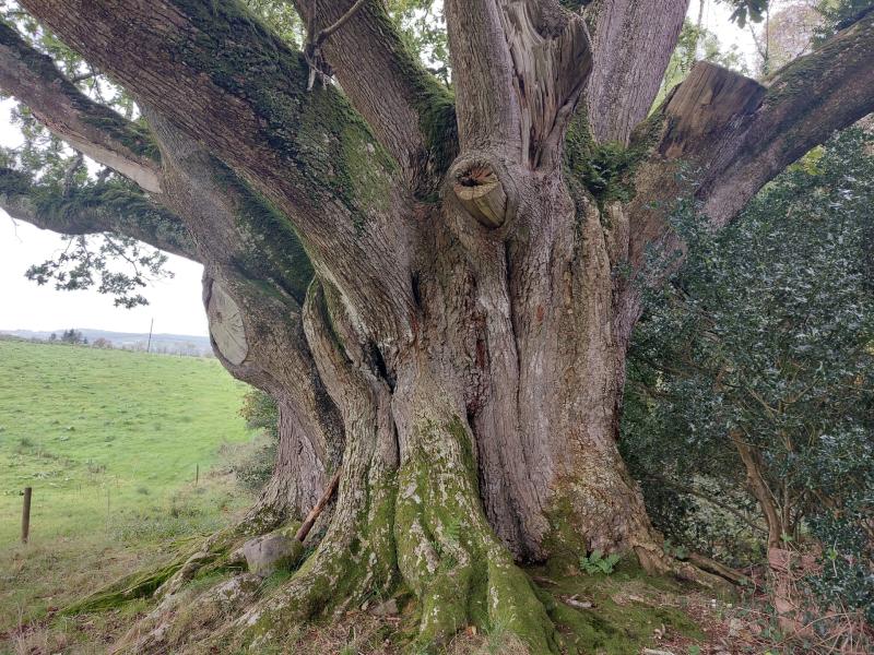 brian boru oak
