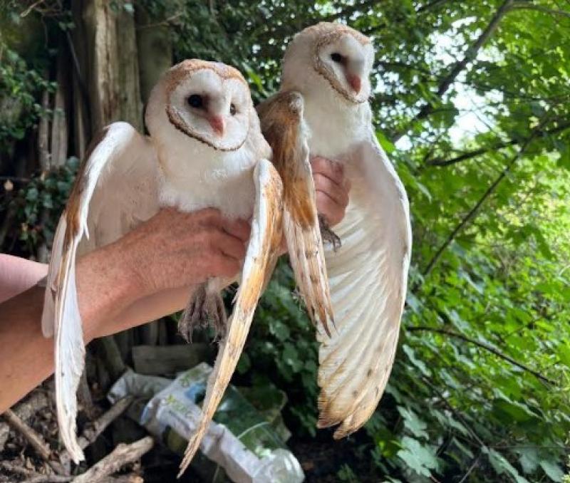 barn owls lorrha north tipperary