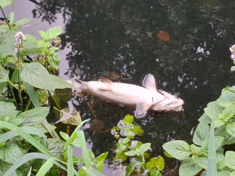 dead trout