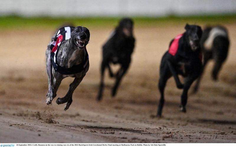 Gone to the dogs: 12 Offaly winners as Derby dream ends