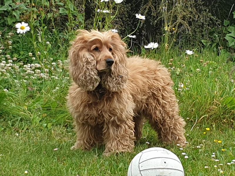 Cocker Spaniel