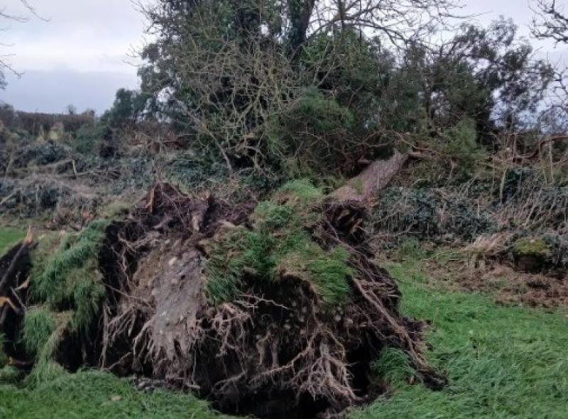 Lemanaghan fallen tree human remains