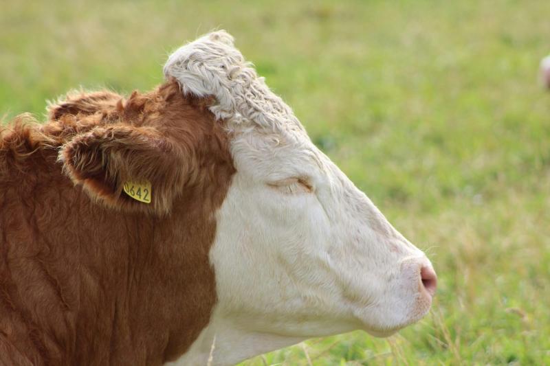 Irish cattle