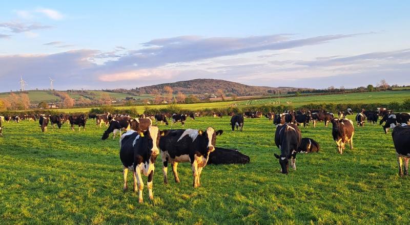 Gurteen College herd