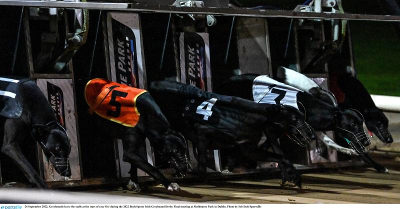Gone to the dogs: Two Offaly winners as normality returns after derby excitement