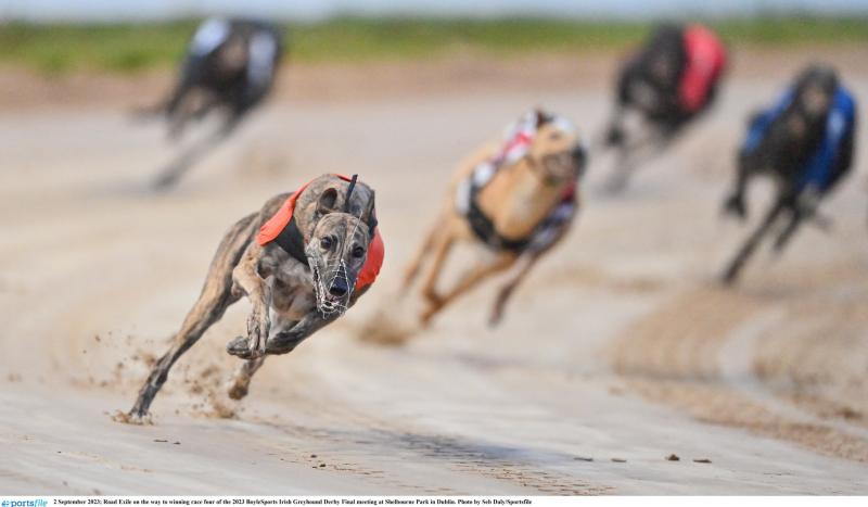 Gone to the dogs: Eleven Offaly winners as Laurels reaches semi-finals