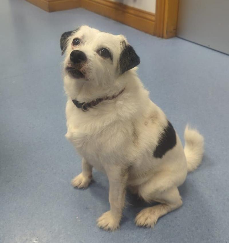 Gardai in Tullamore looking to reunite 'little sweetheart' with its owner