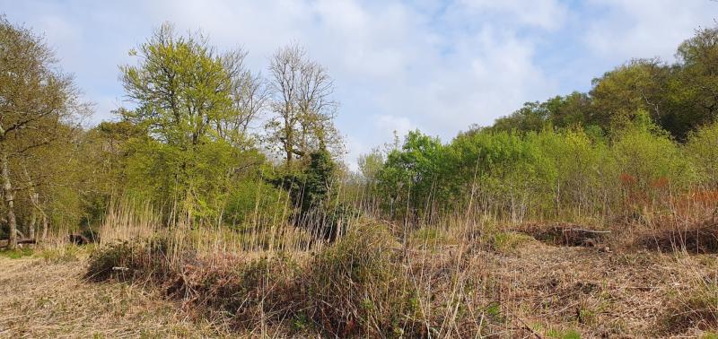Wolborough Fen Pic by Guy Henderson