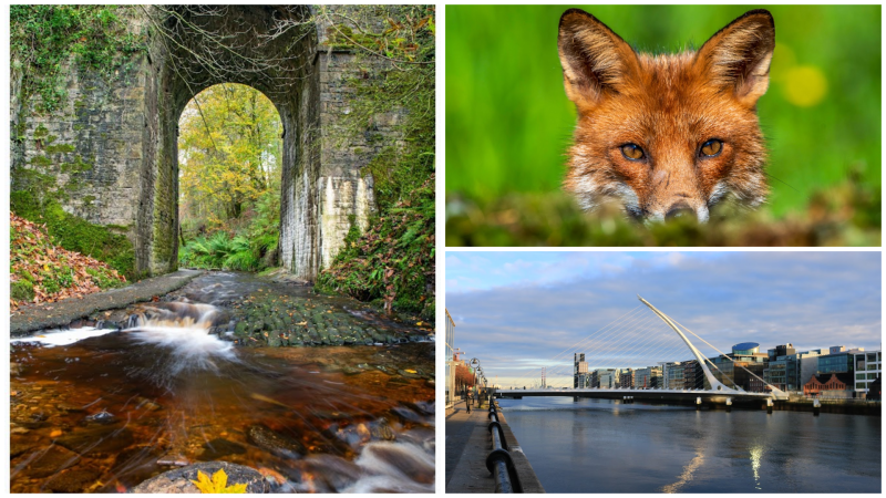 IN PICTURES: The spectacular photos that won Tullamore Camera Club's monthly competition 