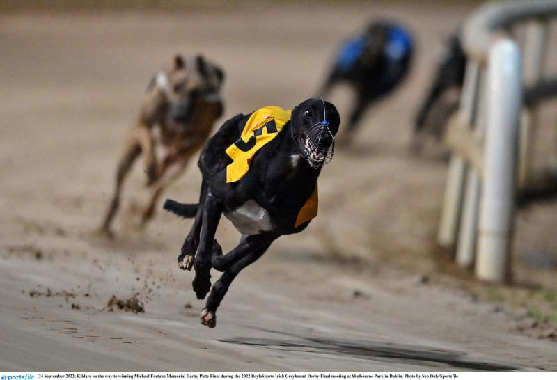 Gone from the dogs: Offaly man trains Laurels winner