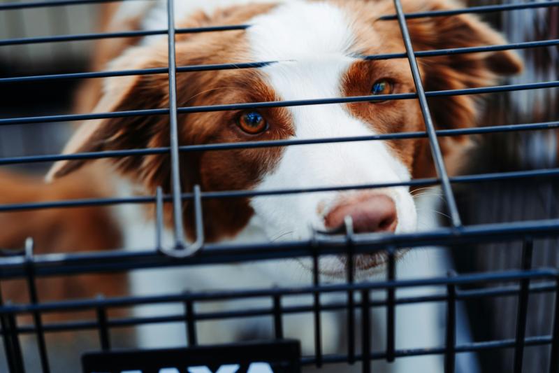Regulation of puppy farms to debated in Dáil as dogs kept in 'horrendous conditions'