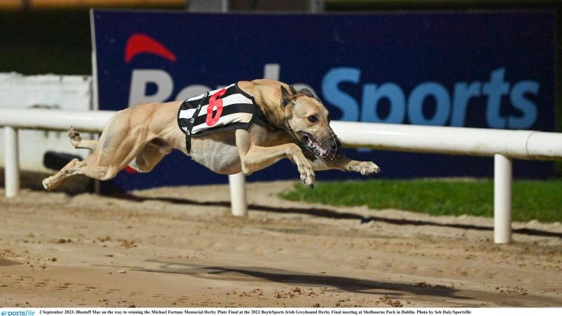Gone to the dogs: Eight winners in magnificent week for Offaly greyhounds