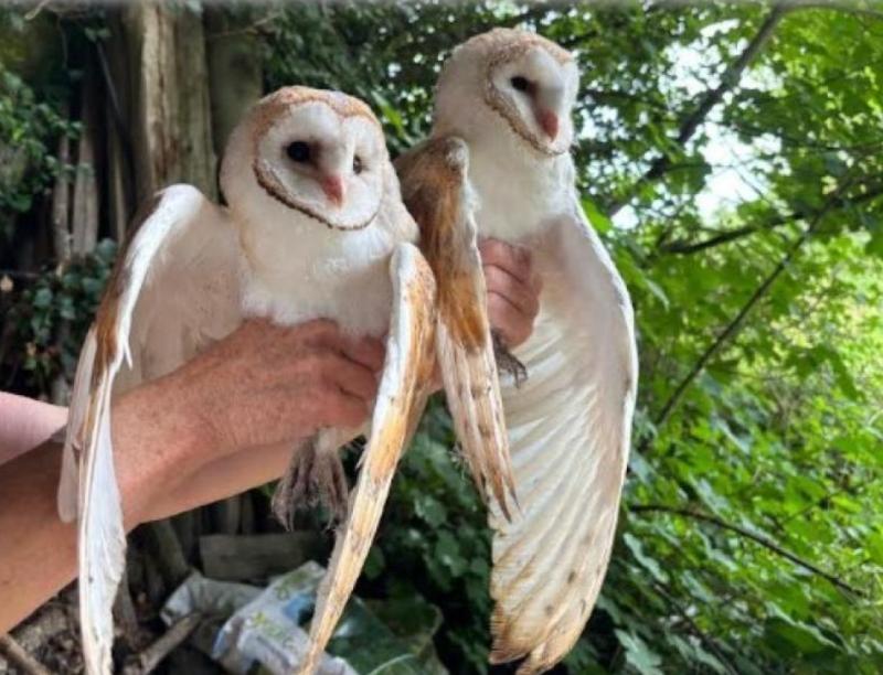 michael o'meara barn owls