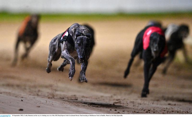 Gone to the dogs: Improved week for Offaly greyhounds