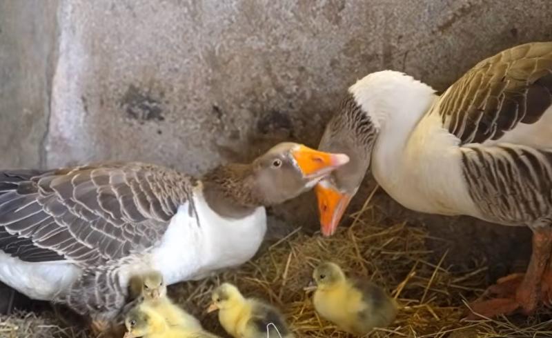 banagher farmer's geese