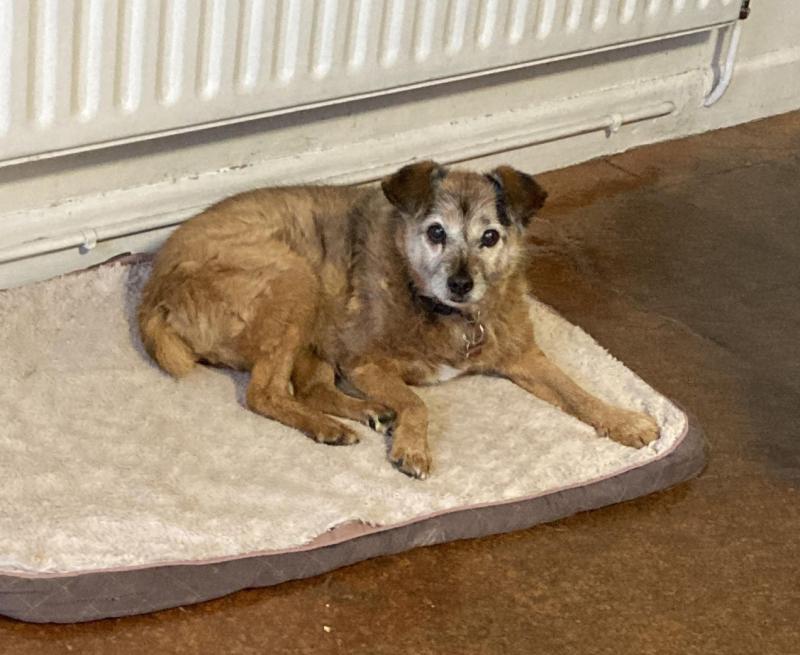 Beloved family pet gone missing from family home in Offaly