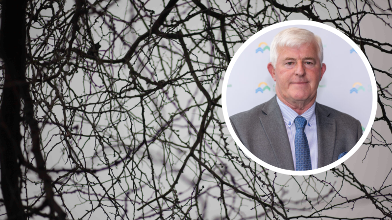 Overgrown trees causing &lsquo;serious risks&rsquo; in Offaly amid &lsquo;age of environmentalists&rsquo;