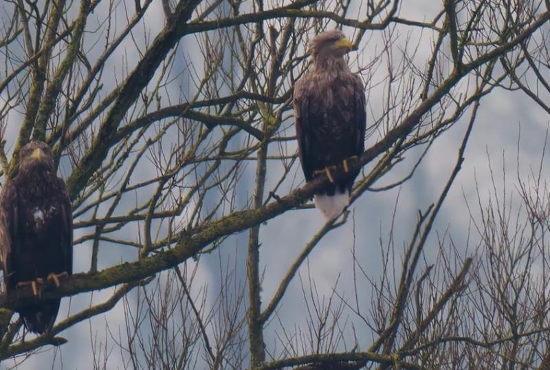 white tailed eagles little brosna callows