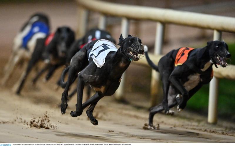 Gone to the dogs: Five Offaly winners