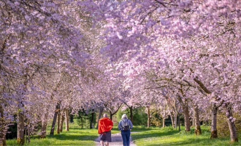 Birr Castle Demesne cherry blossoms