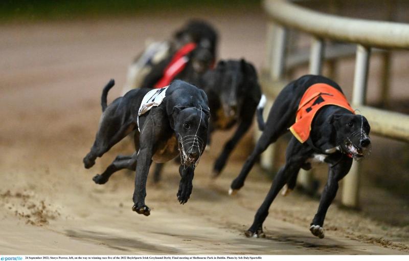 Gone to the dogs: Offaly pup shows promise in sprint win