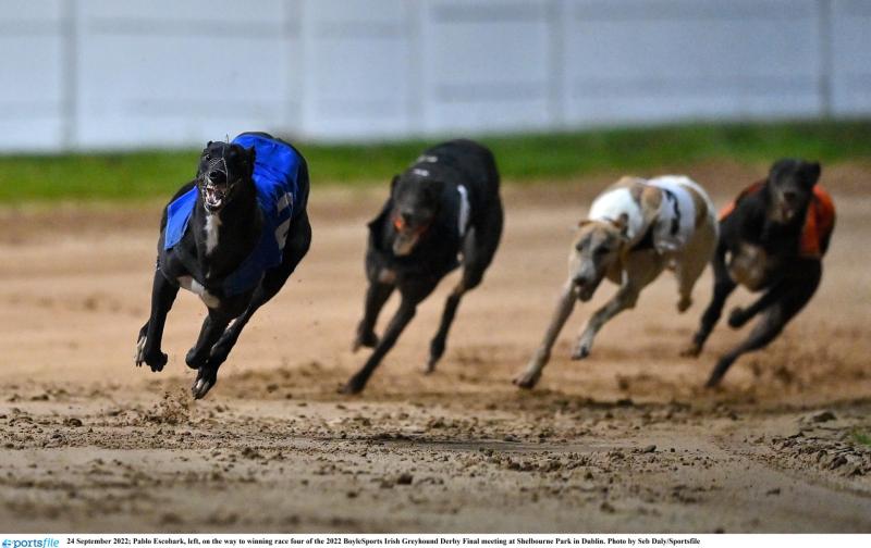 Gone to the dogs: Nine Offaly winners as &euro;80k goes to Bouncing Monarch