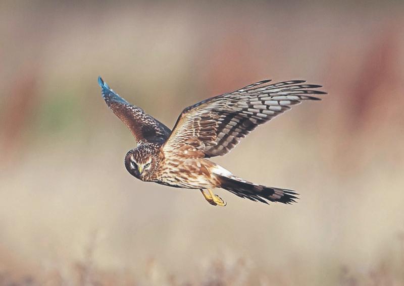 Hen harrier threat response plan takes off
