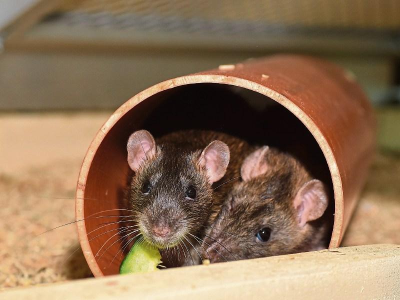 Limerick accounted for 8% of callouts to deal with rodents so far in 2018, according to the pest control provider Rentokil