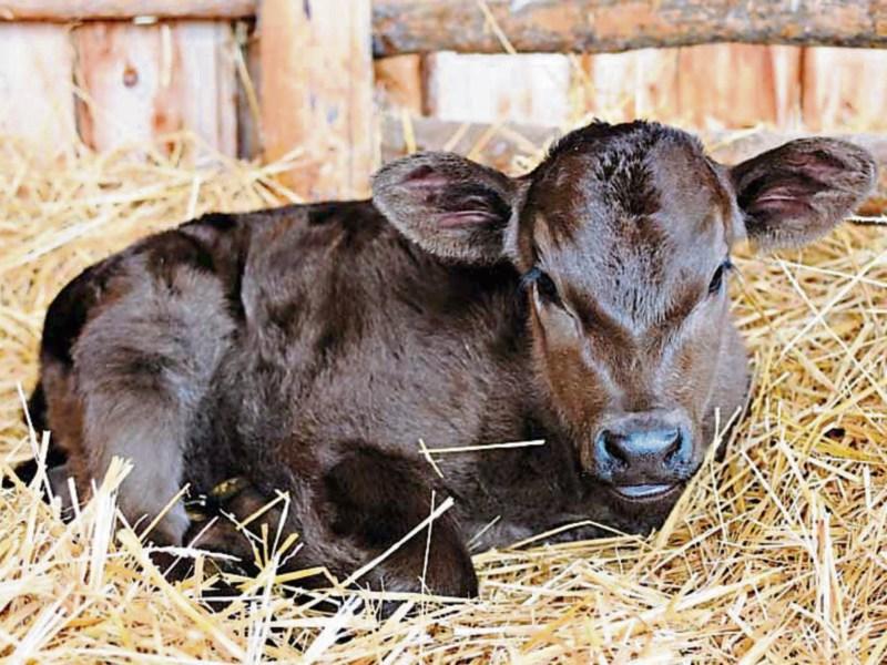 Farmers asked to help Midlands Hospice fund with novel fundraiser