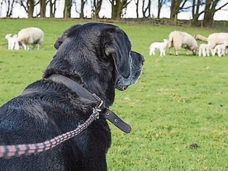Gardai urge dog owners to steer clear of livestock 