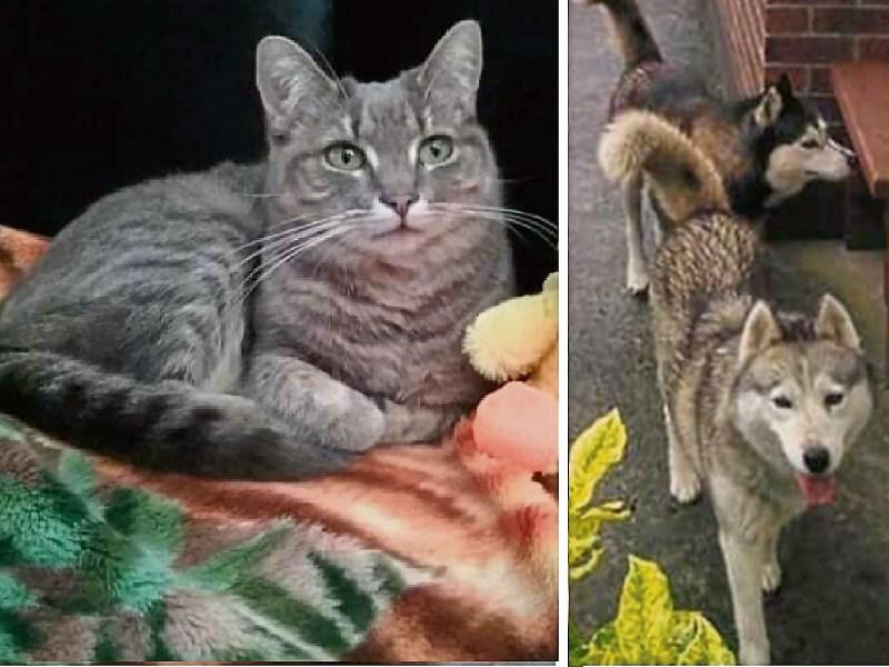 Garda&iacute; investigate after roving dogs savage and kill pet cat in Midlands