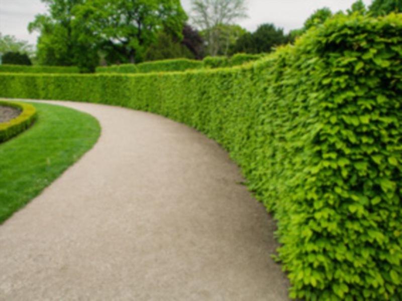 IN THE GARDEN: Favourite field stock for you this spring