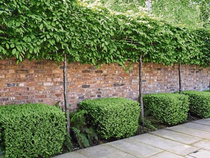 Gardening: Clever design tricks for small gardens