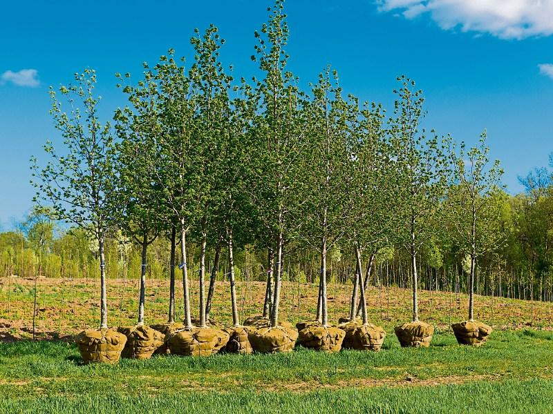 Gardening with Jo: Why pick rootballed trees?