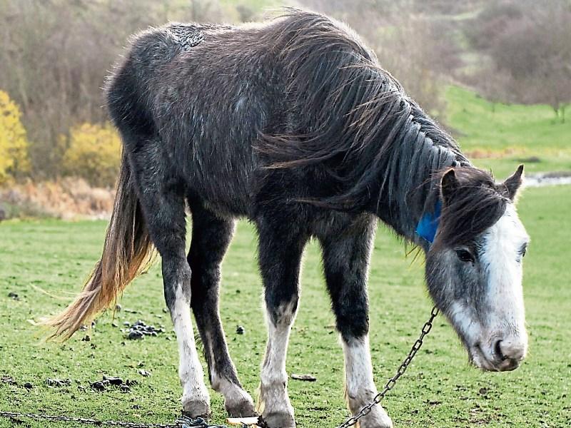 Number of stray horses seized in Offaly revealed