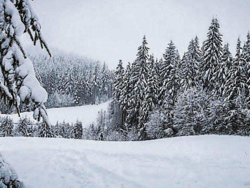 Prepping your garden as winter is coming