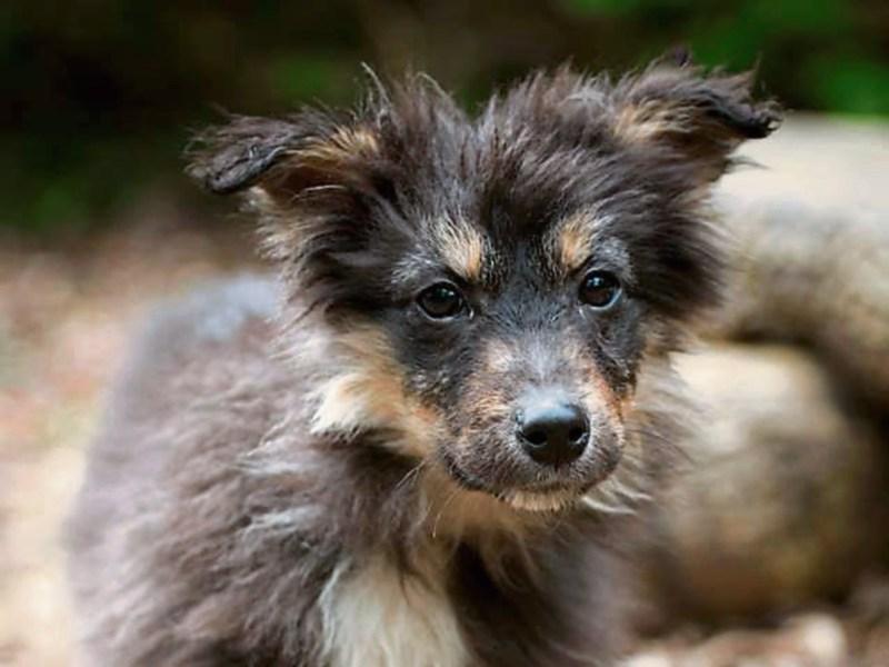 Prizes to be won at upcoming Offaly pet show 