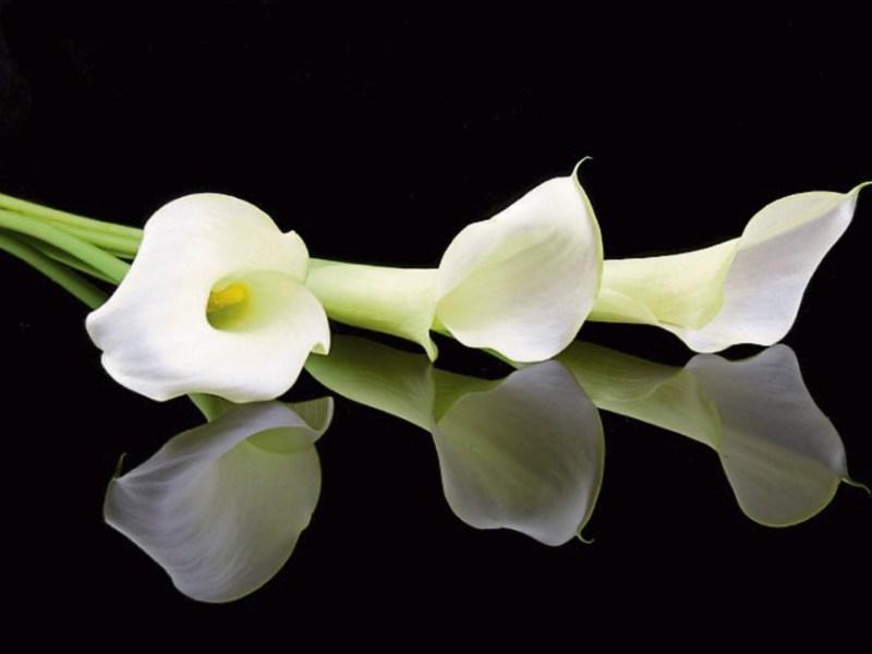 Local deaths and funerals - Offaly (February 22)