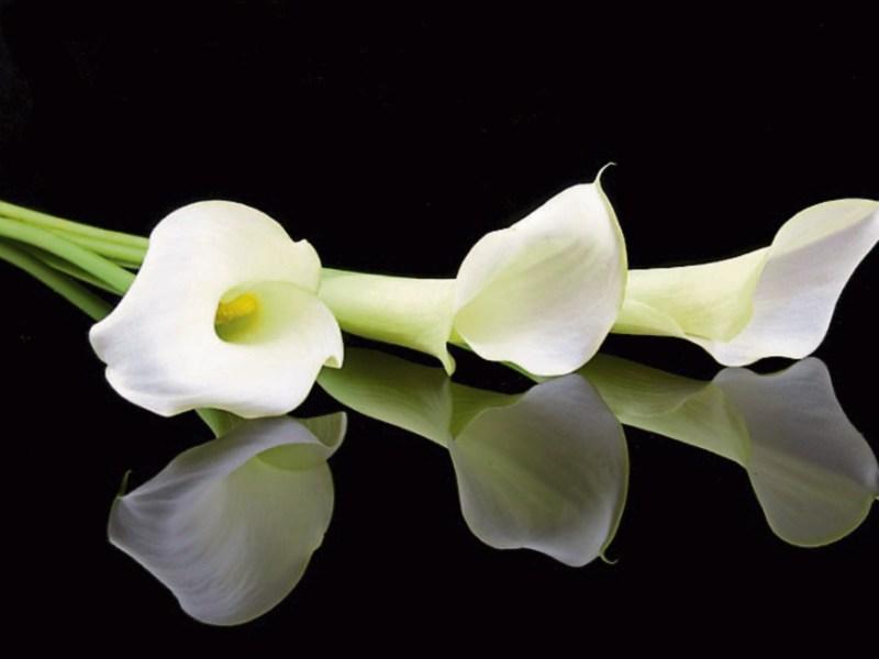 Offaly deaths (February 15 2017)