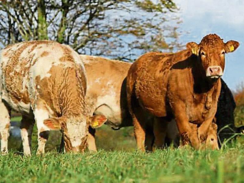 Offaly Cathaoirleach calls for Government and EU support for beef farmers 