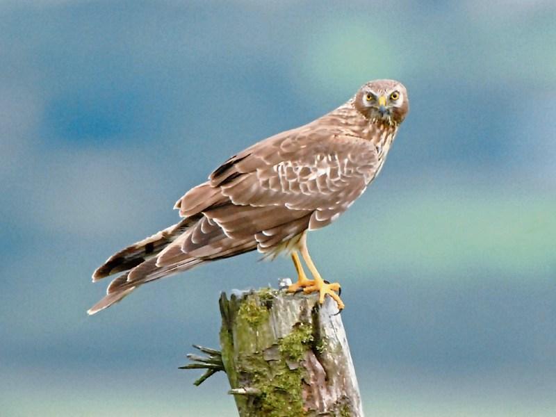 Minister Noonan launches Public Consultation on Hen Harrier Threat Response Plan